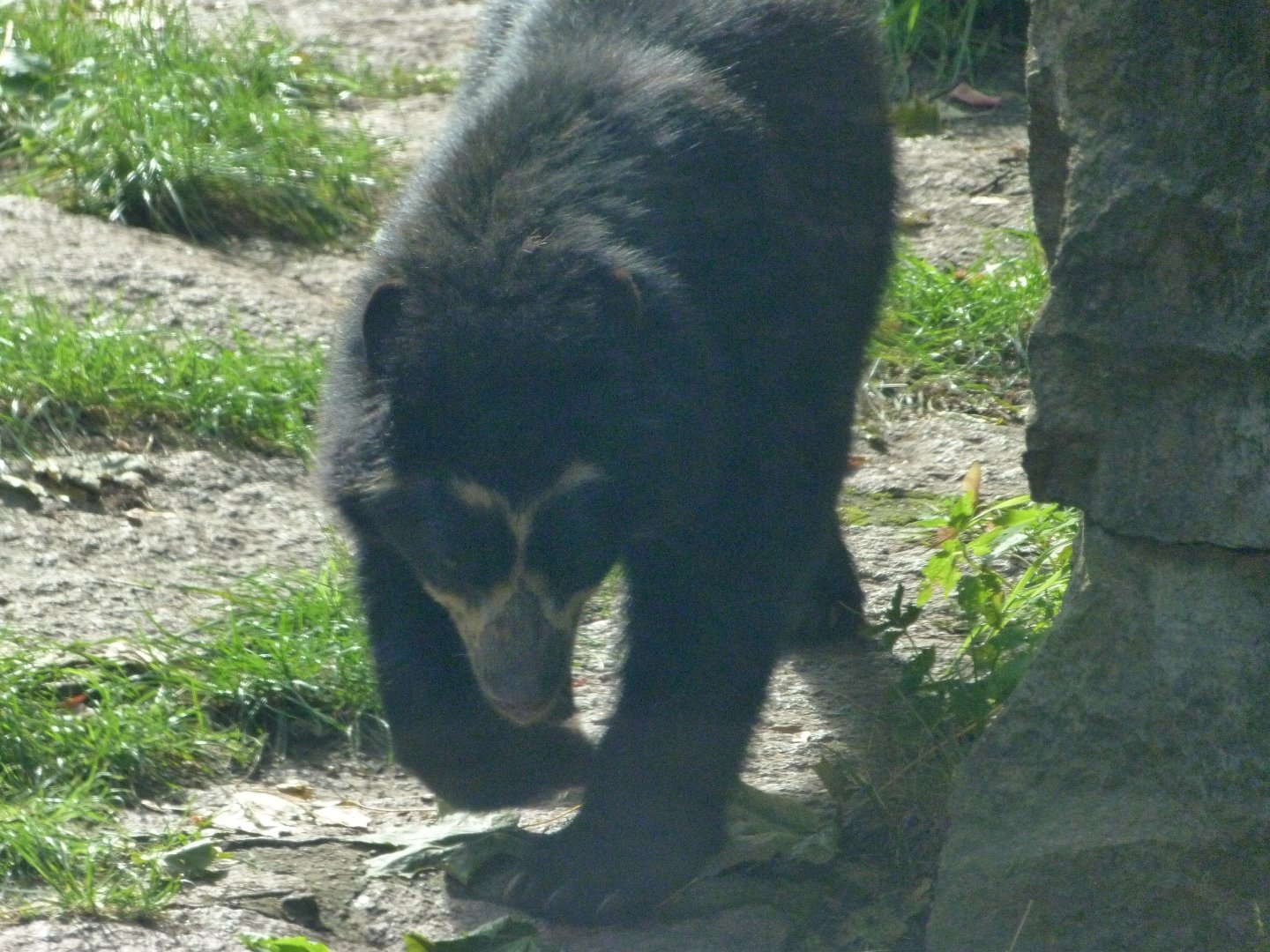 Spectacled bear -Tierpark Berlin (2024)