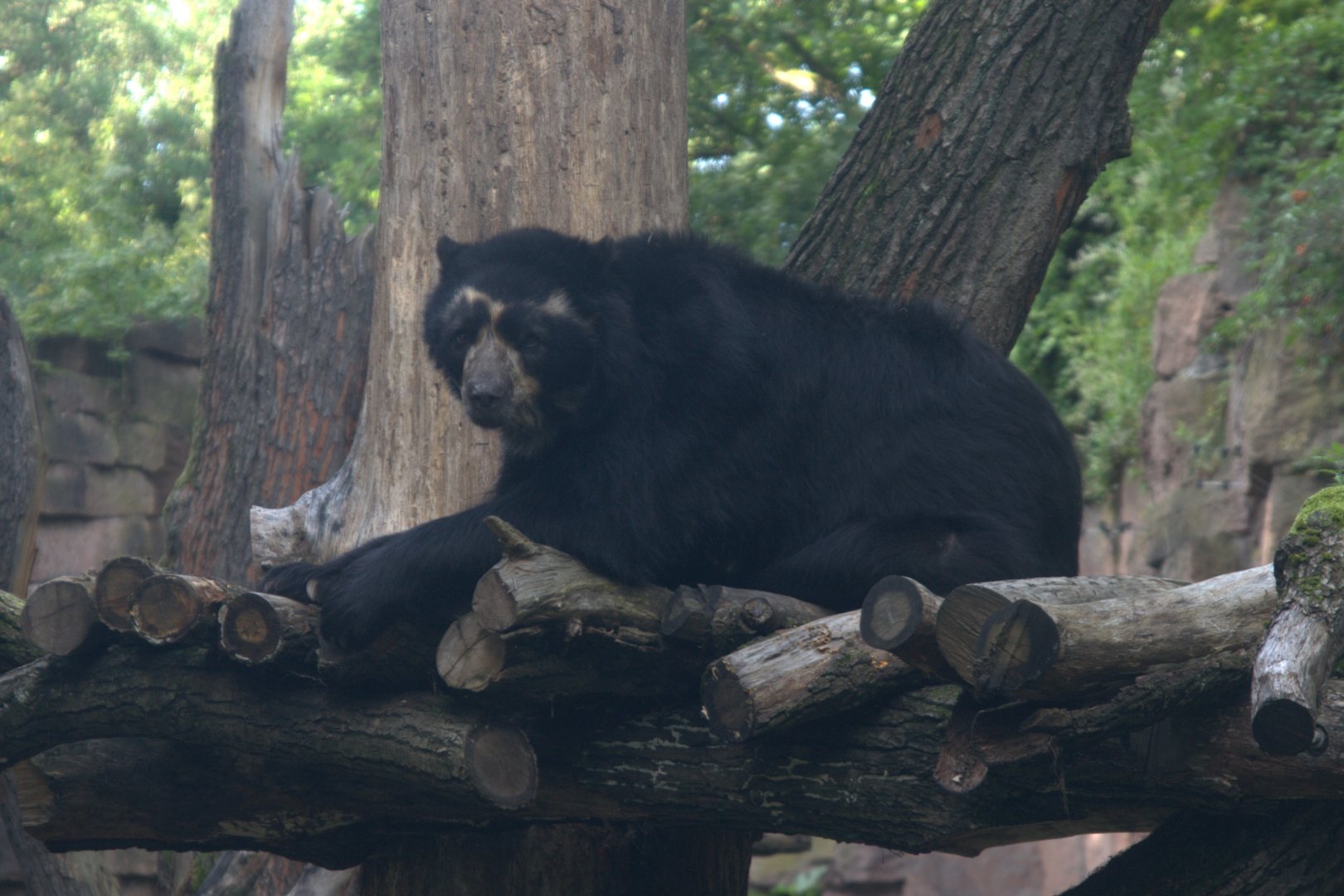Spectacled Bear (Tremarctos ornatus), 17-09-25