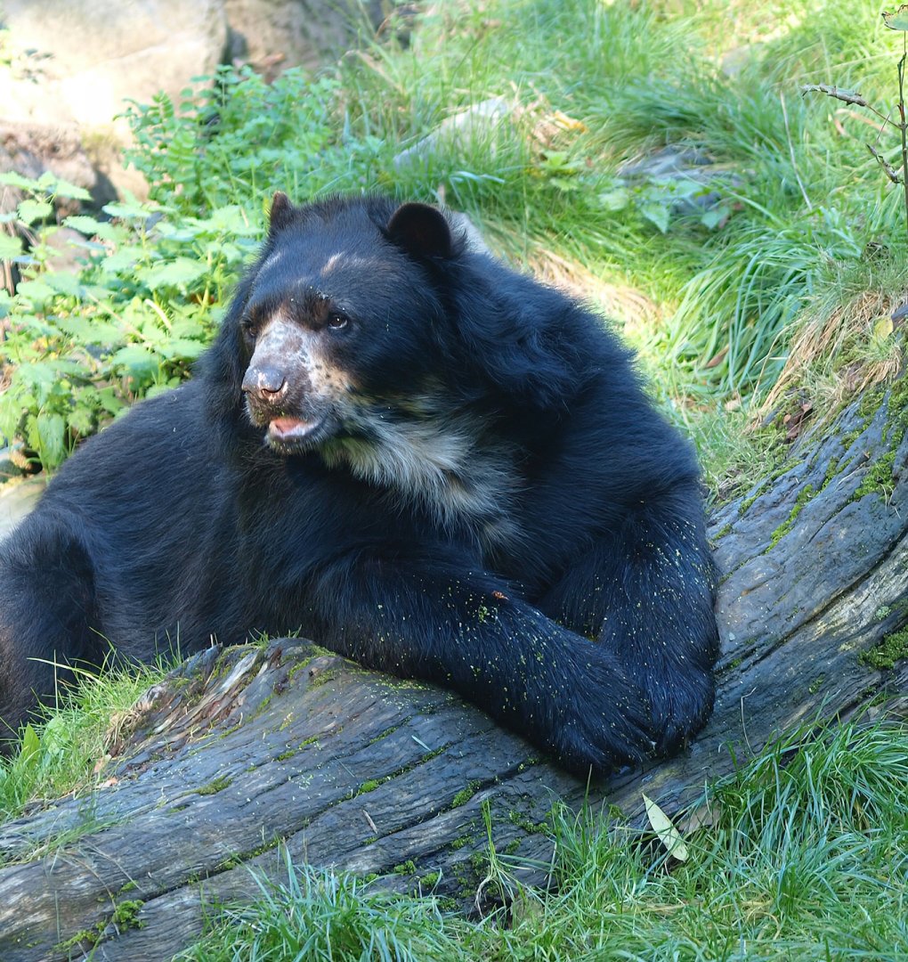 Spectacled bear (Tremarctos ornatus), 2014-10-19