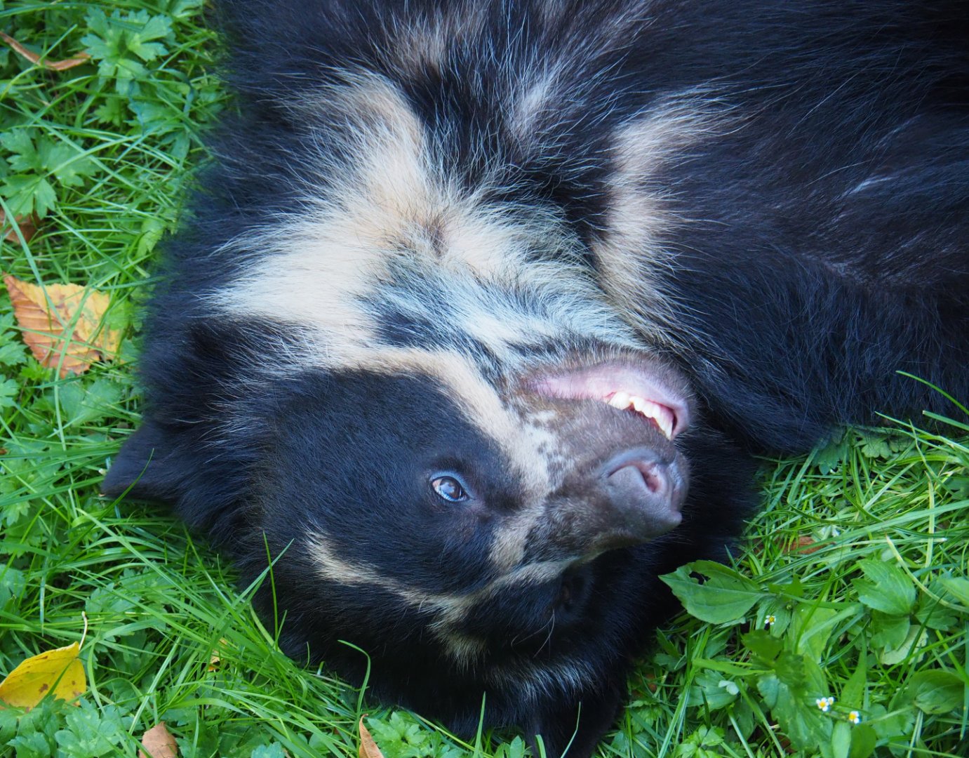 Spectacled bear (Tremarctos ornatus), 2019-09-21