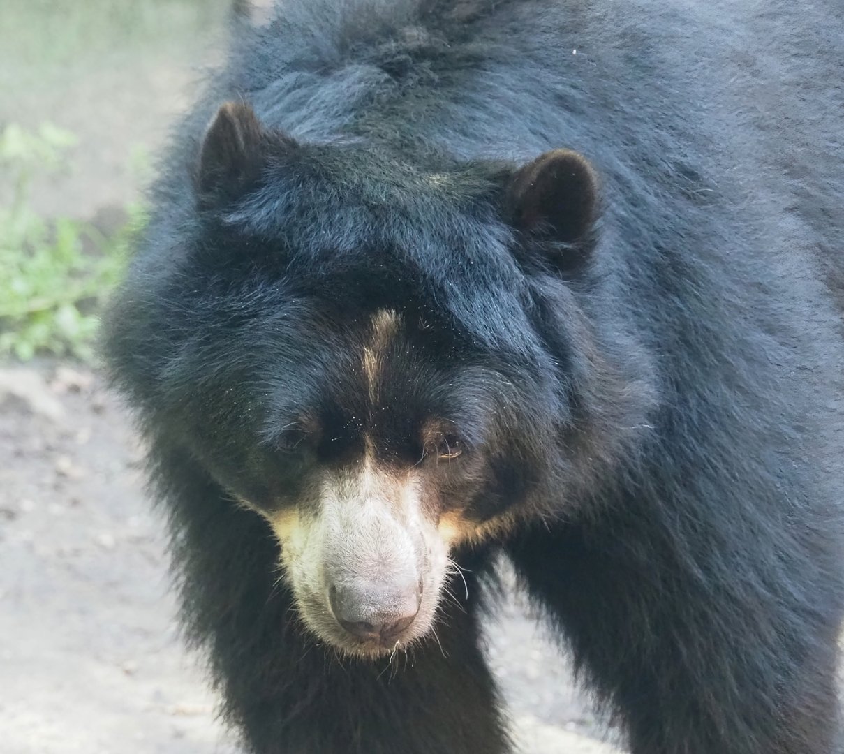 Spectacled bear (Tremarctos ornatus), 2023-09-24