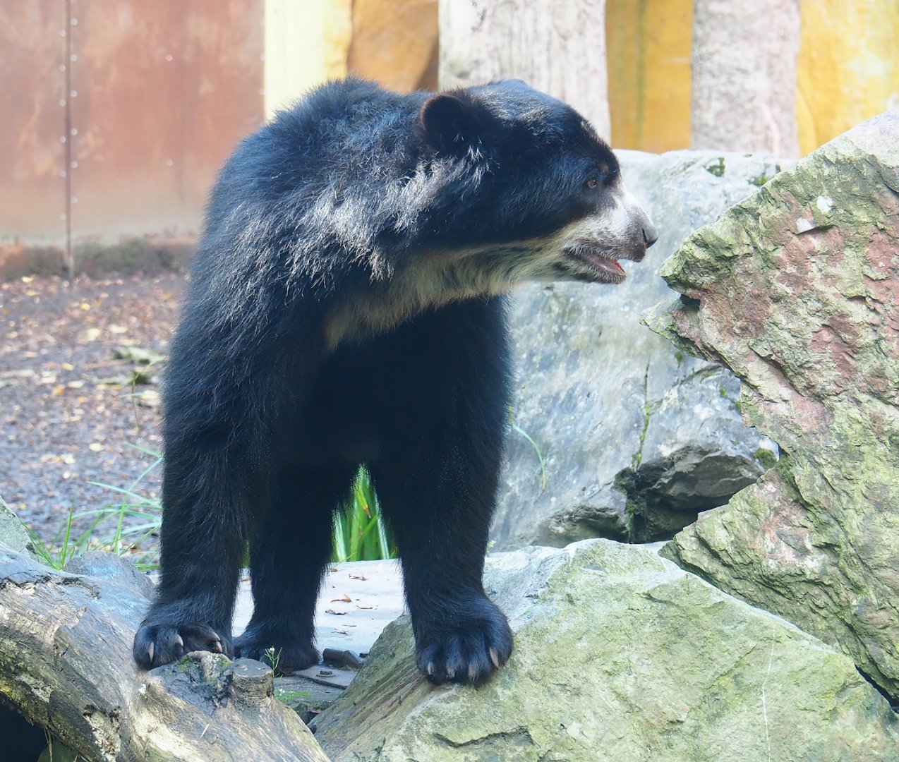 Spectacled bear (Tremarctos ornatus), 2023-09-24
