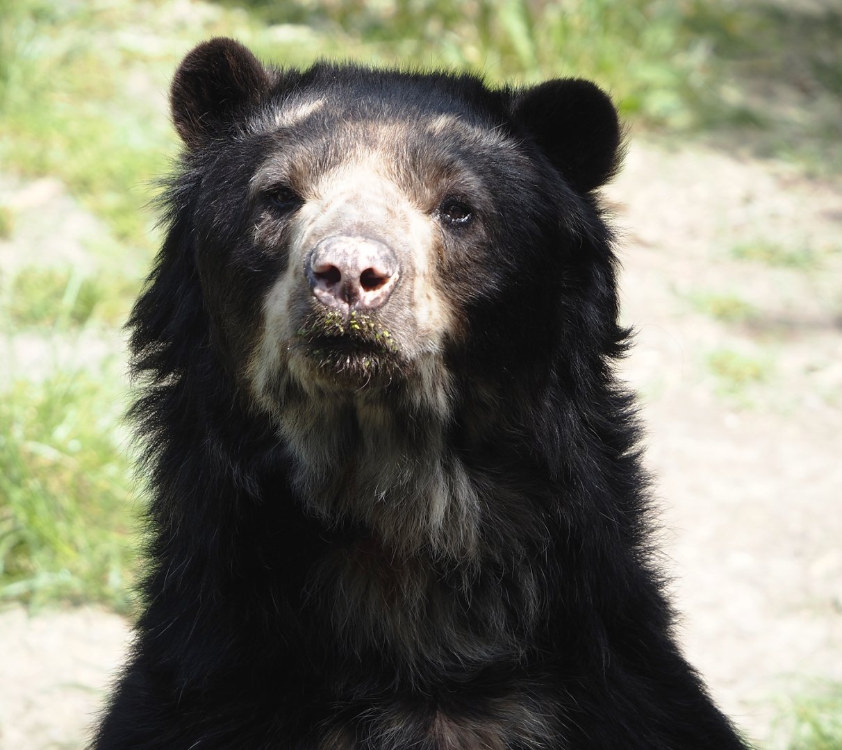 Spectacled bear (Tremarctos ornatus), 2024-06-08