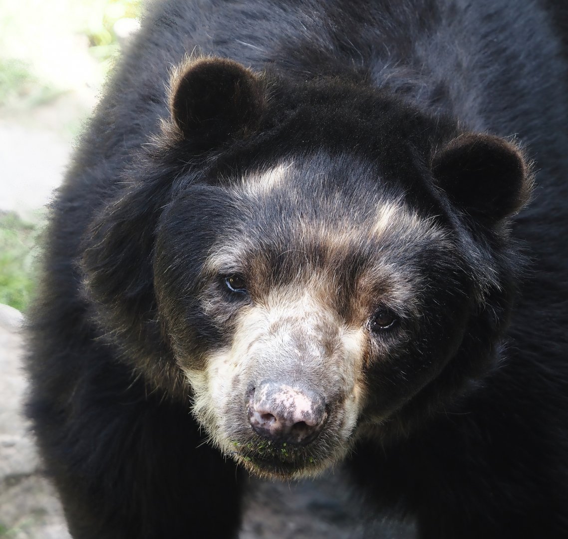 Spectacled bear (Tremarctos ornatus), 2024-06-08