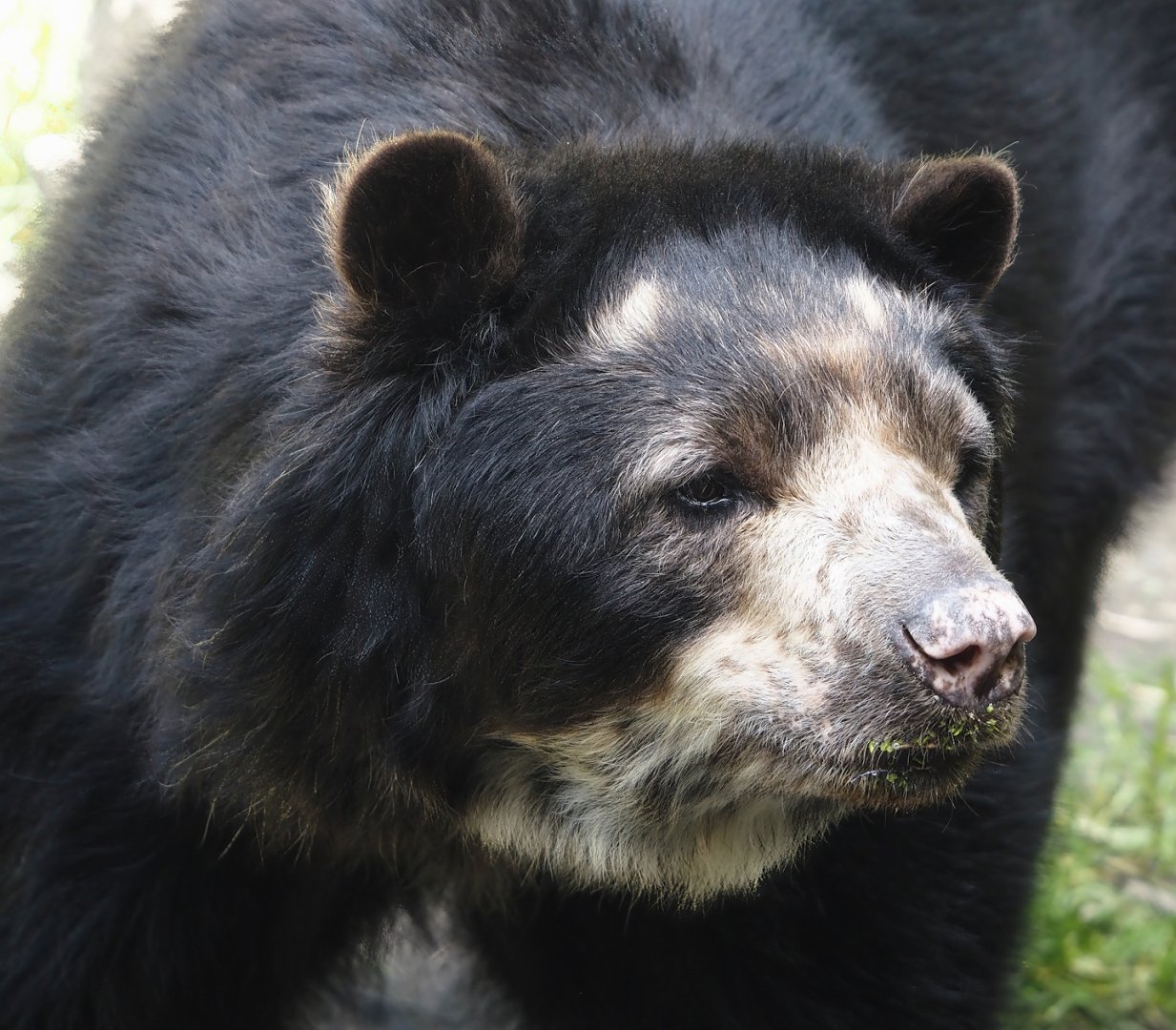 Spectacled bear (Tremarctos ornatus), 2024-06-08