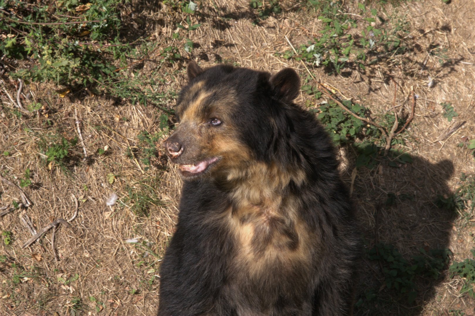 Spectacled Bear (Tremarctos ornatus), 27-08-25