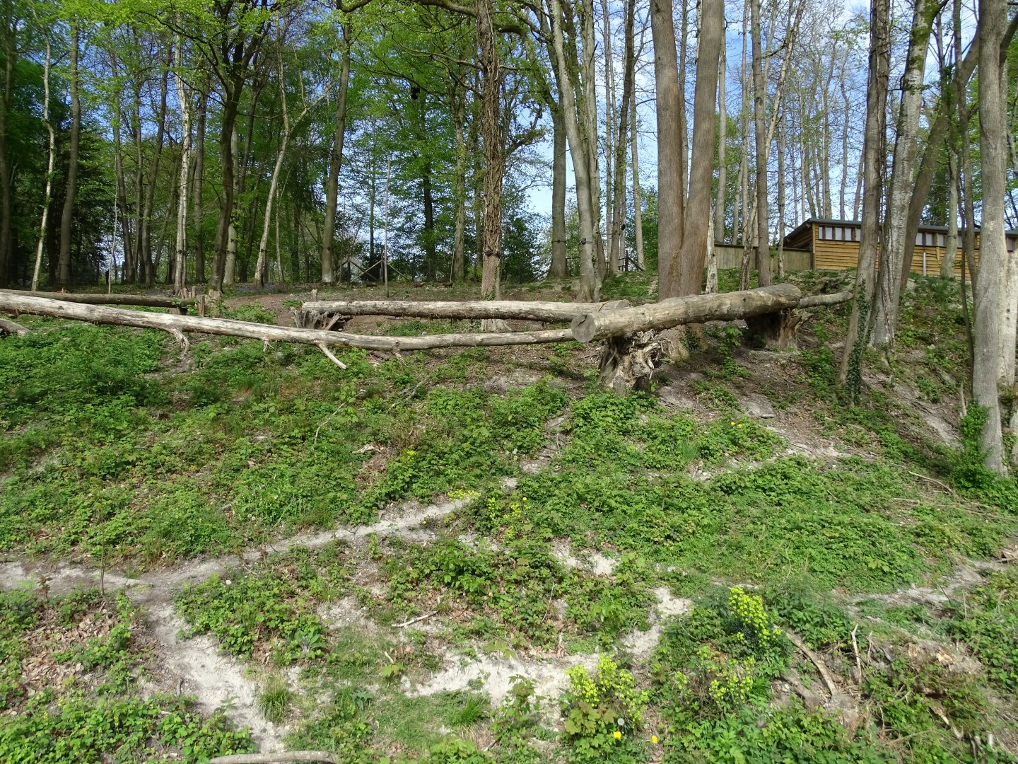 Spectacled bear (Tremarctos ornatus) and bush dogs (Speothos venaticus) exhibit