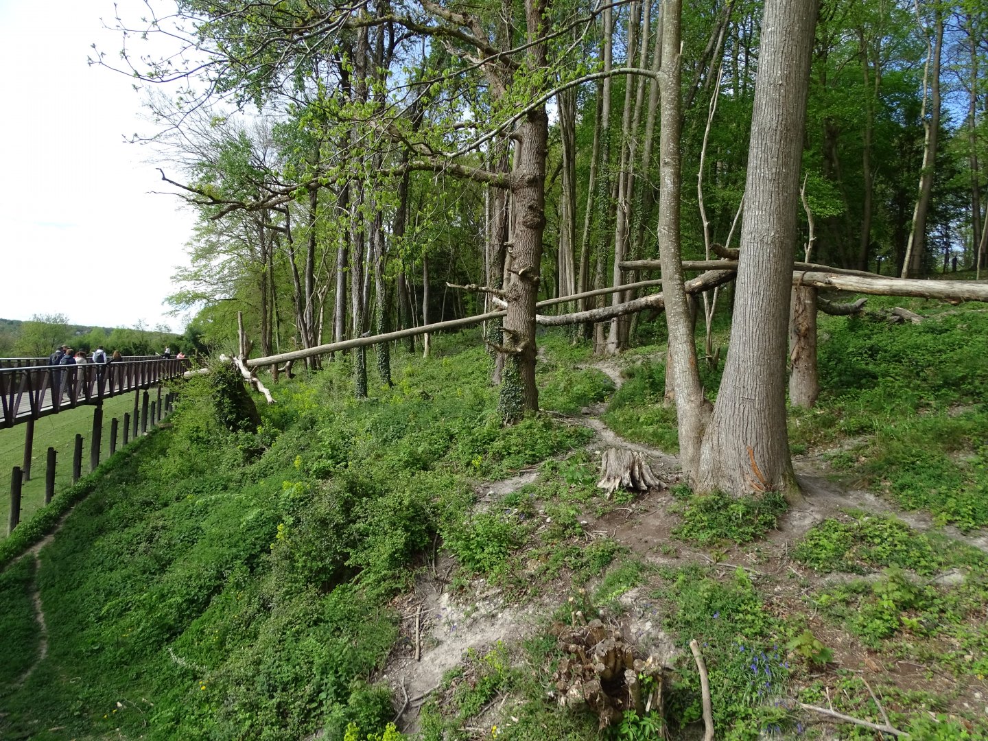 Spectacled bear (Tremarctos ornatus) and bush dogs (Speothos venaticus) exhibit