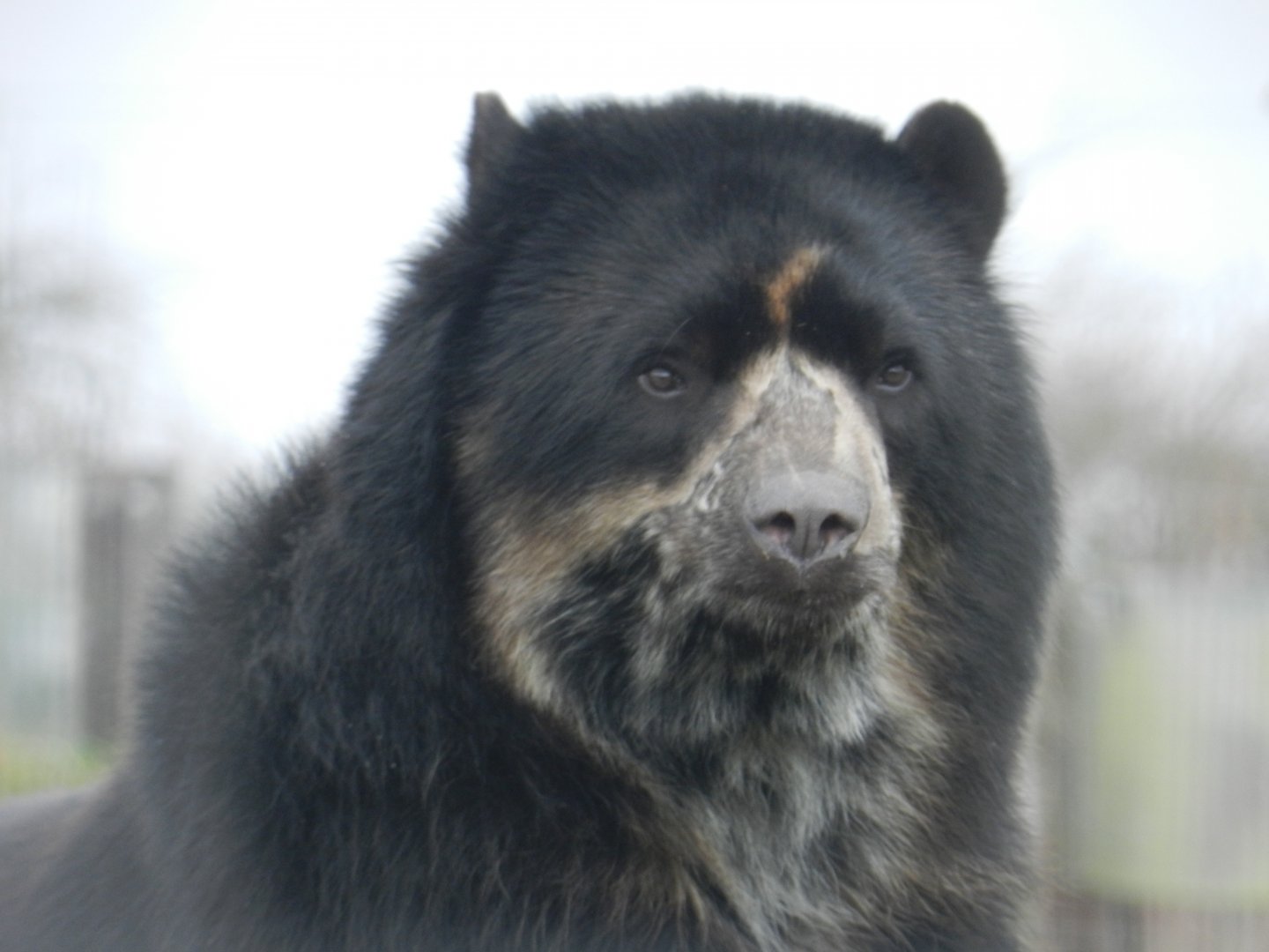 Spectacled Bear (Tremarctos ornatus) at Noah's Ark Zoo Farm, England