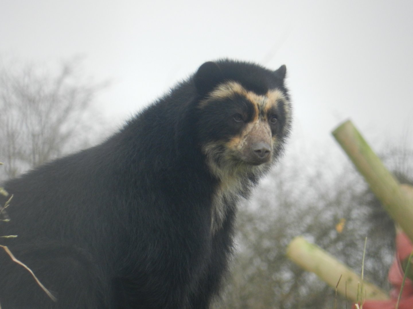 Spectacled Bear (Tremarctos ornatus) at Noah's Ark Zoo Farm, England