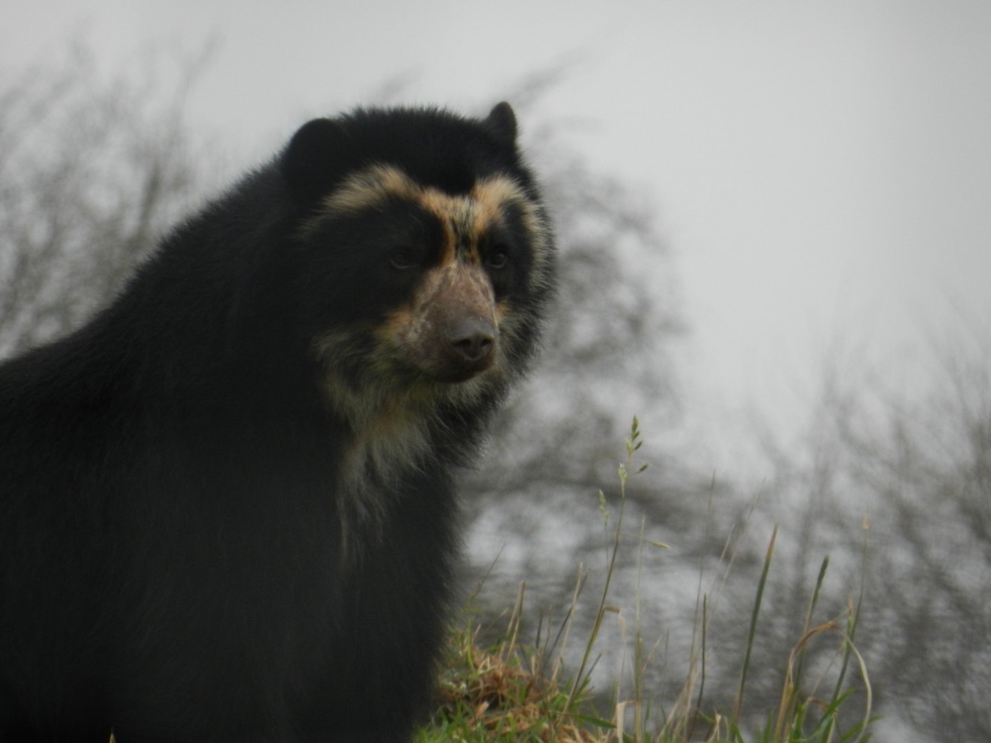 Spectacled Bear (Tremarctos ornatus) at Noah's Ark Zoo Farm, England