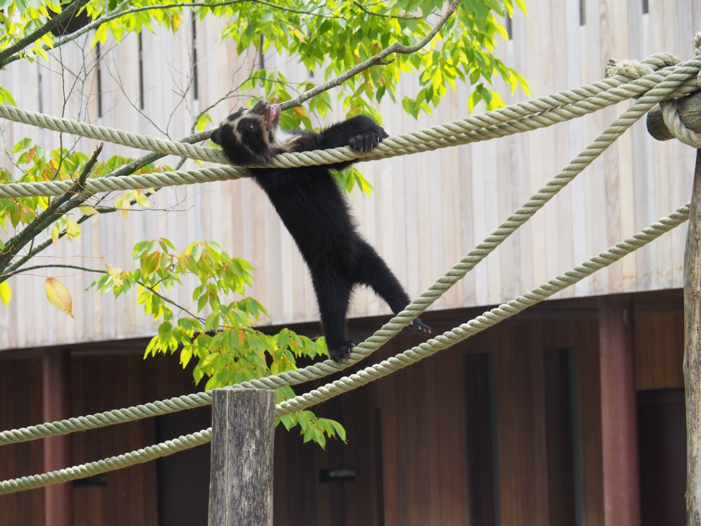 Spectacled bear (Tremarctos ornatus) cub Tinka
