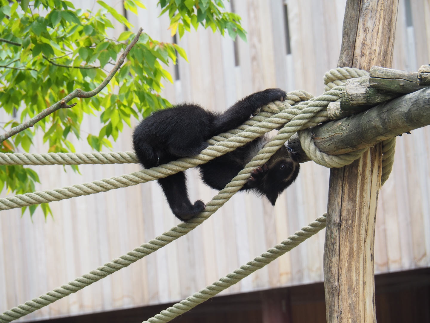 Spectacled bear (Tremarctos ornatus) cub Tinka