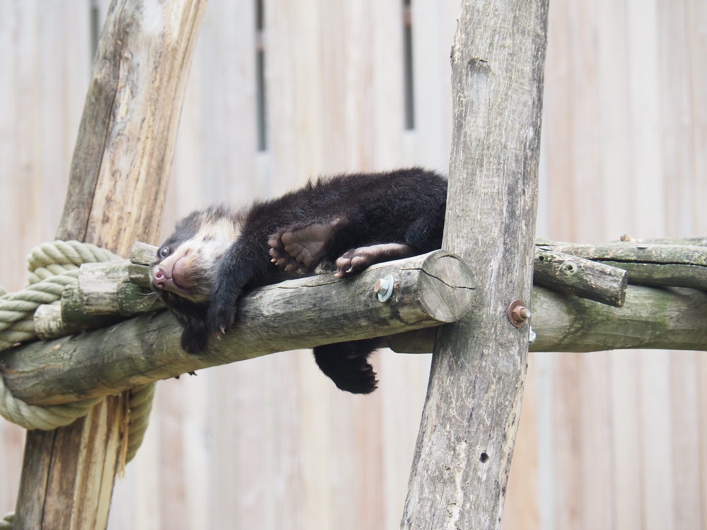 Spectacled bear (Tremarctos ornatus) cub Tinka