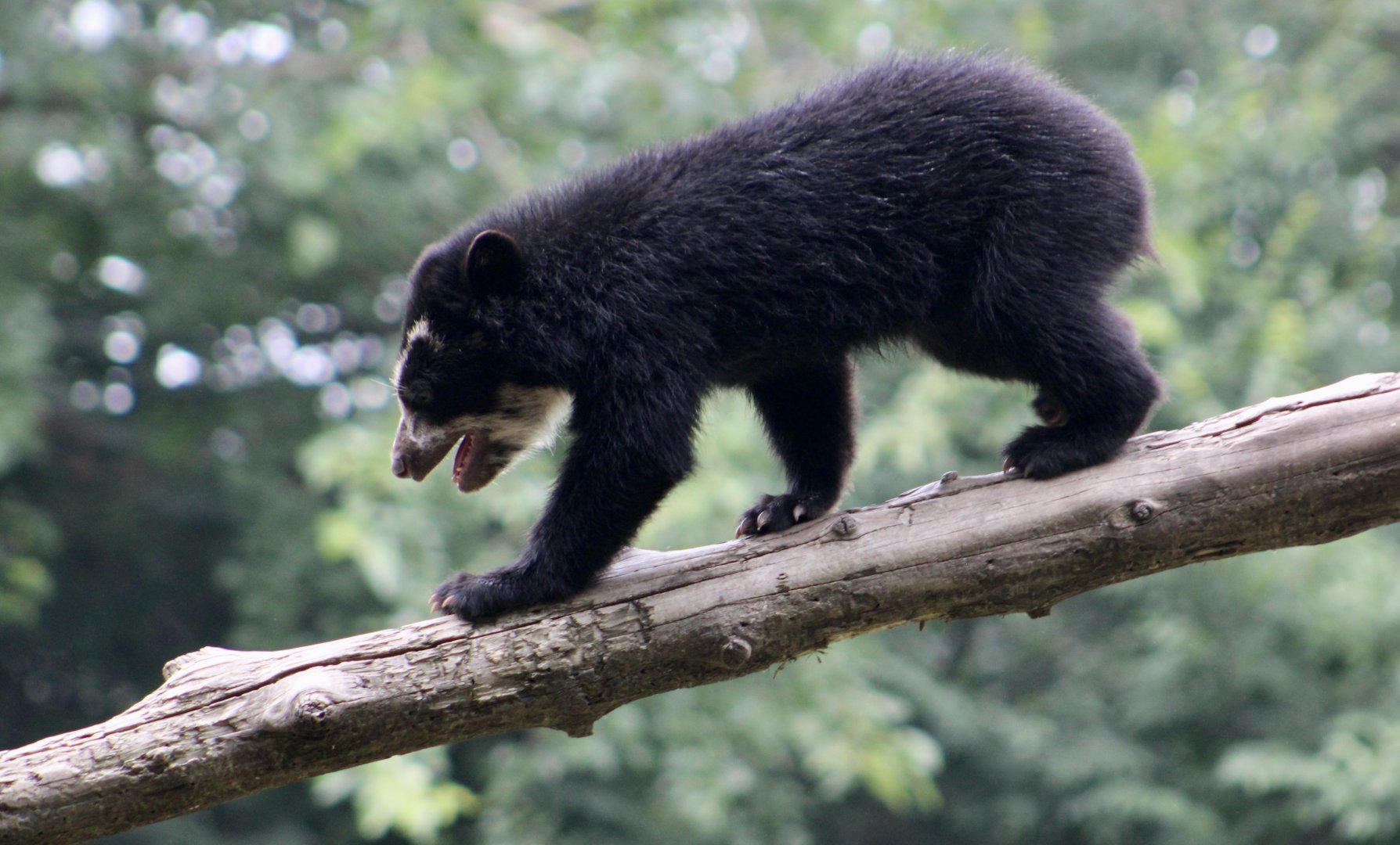 Spectacled Bear (Tremarctos ornatus) cub