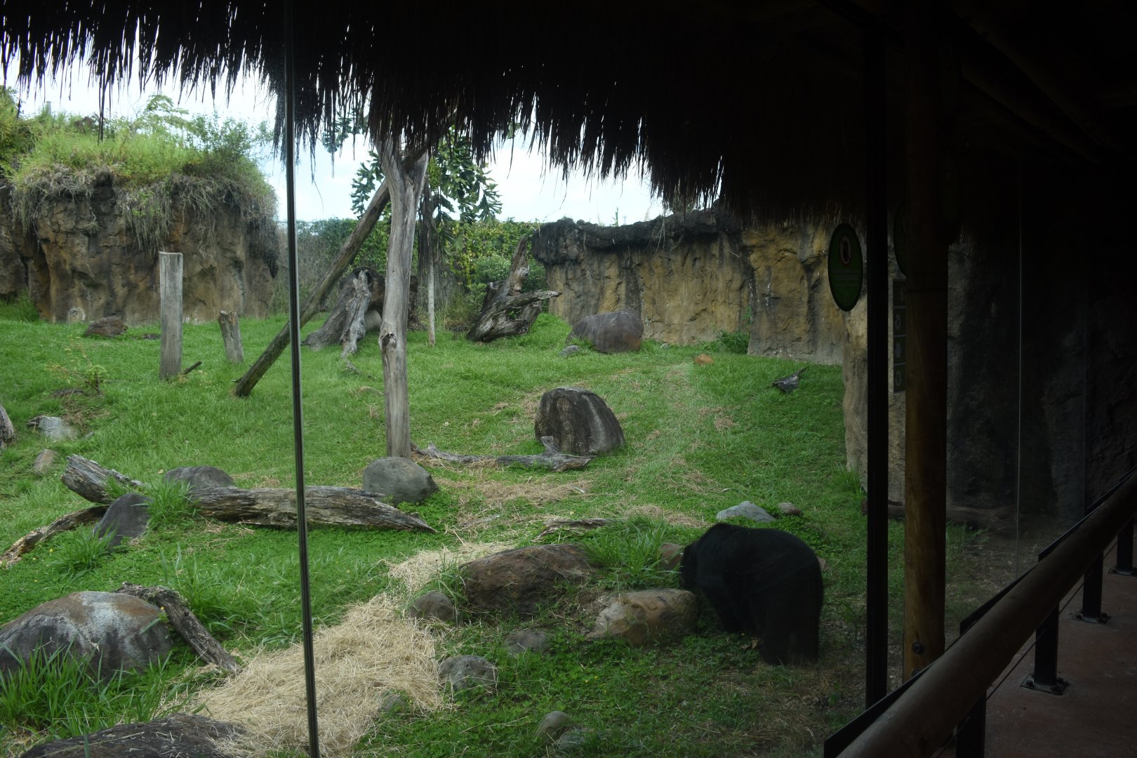 Spectacled bear (Tremarctos ornatus) exhibit