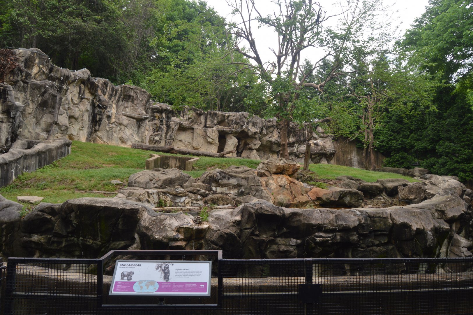 Spectacled Bear (Tremarctos ornatus) Exhibit