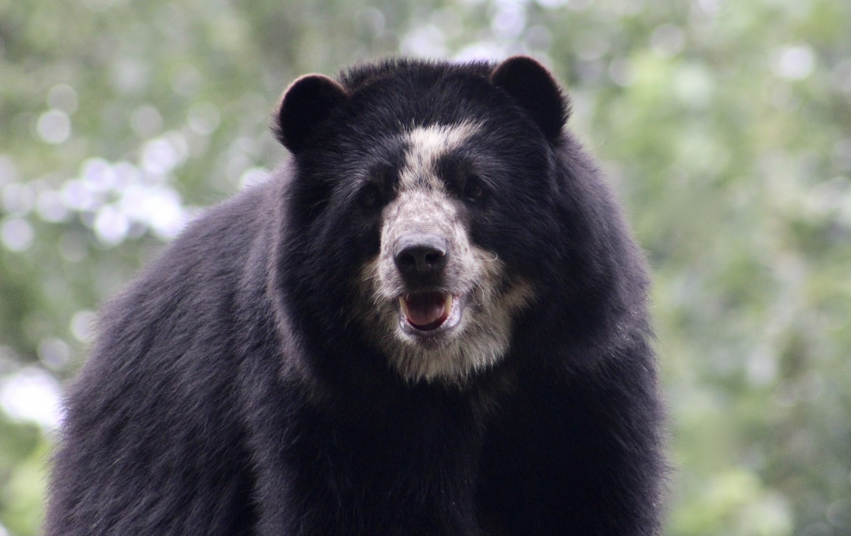 Spectacled Bear (Tremarctos ornatus) - "Nicole"