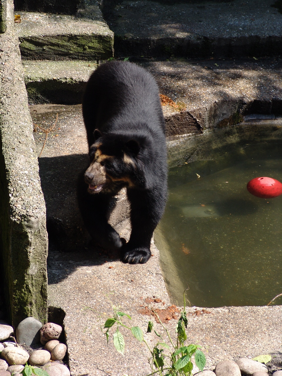 Spectacled Bear (Tremarctos ornatus)