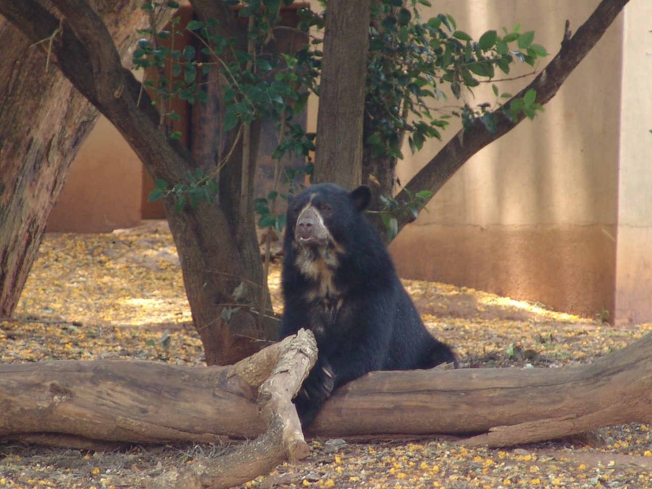 Spectacled bear  / Tremarctos ornatus