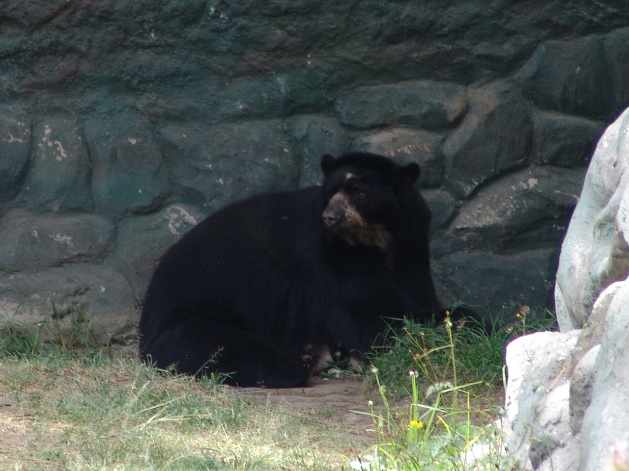Spectacled Bear (Tremarctos ornatus)