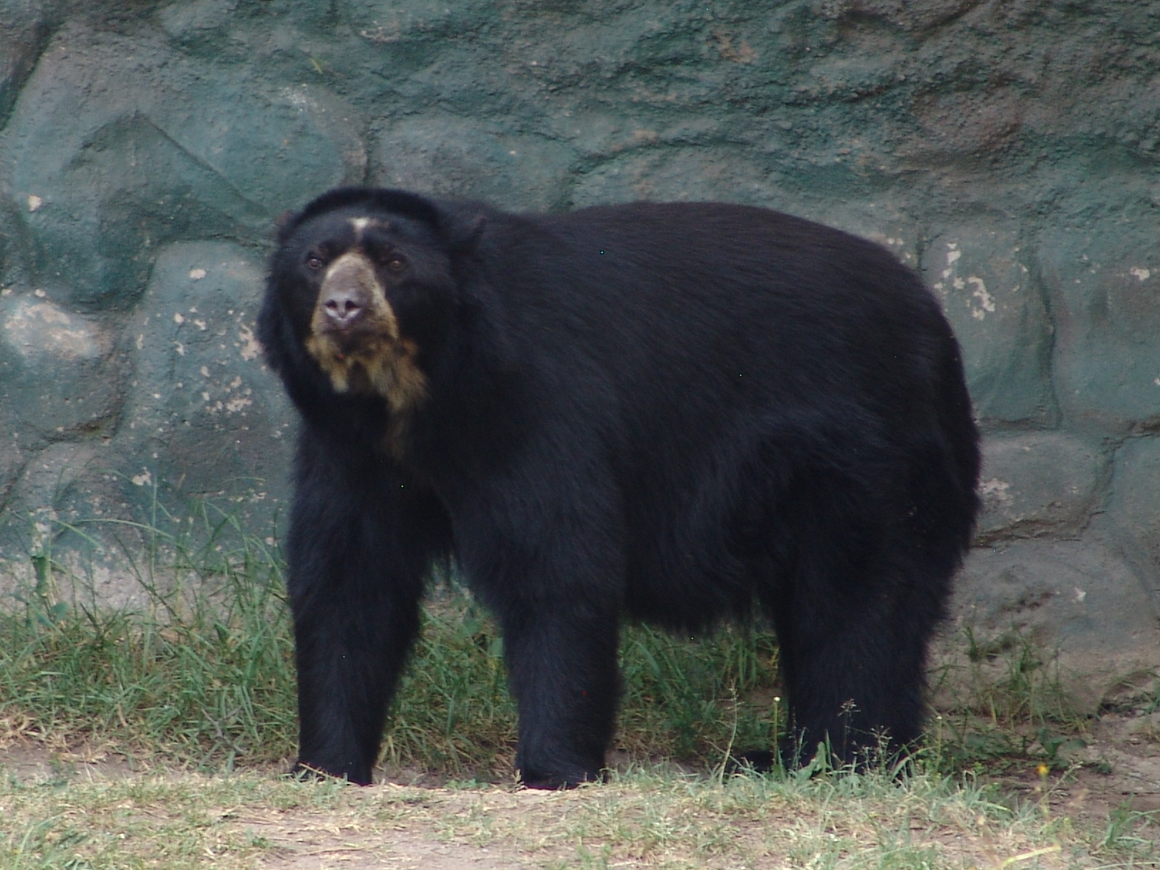 Spectacled Bear (Tremarctos ornatus)