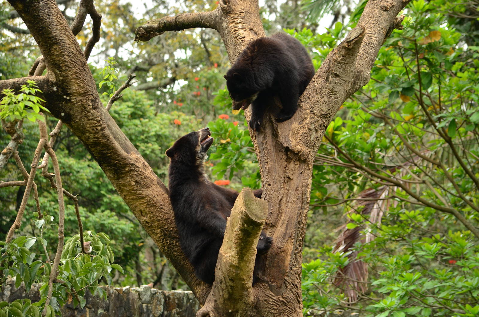 Spectacled bear (Tremarctos ornatus)