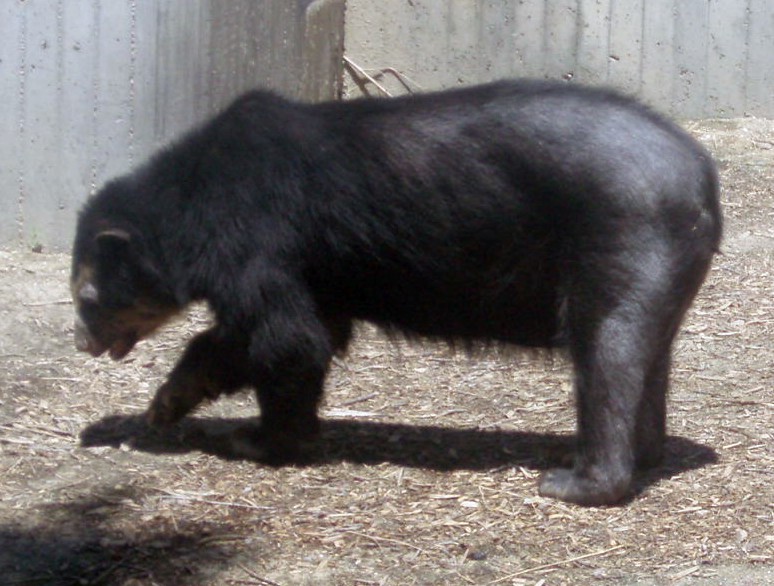 Spectacled Bear (Tremarctos ornatus)
