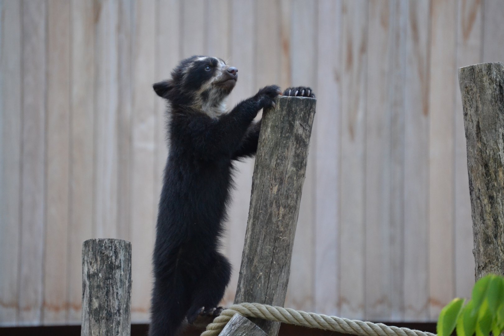 Spectacled Bear (Tremarctos ornatus)