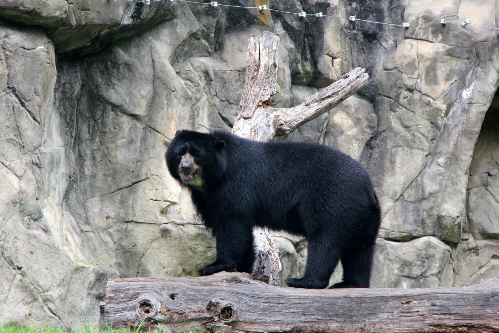 spectacled bear (Tremarctos ornatus)
