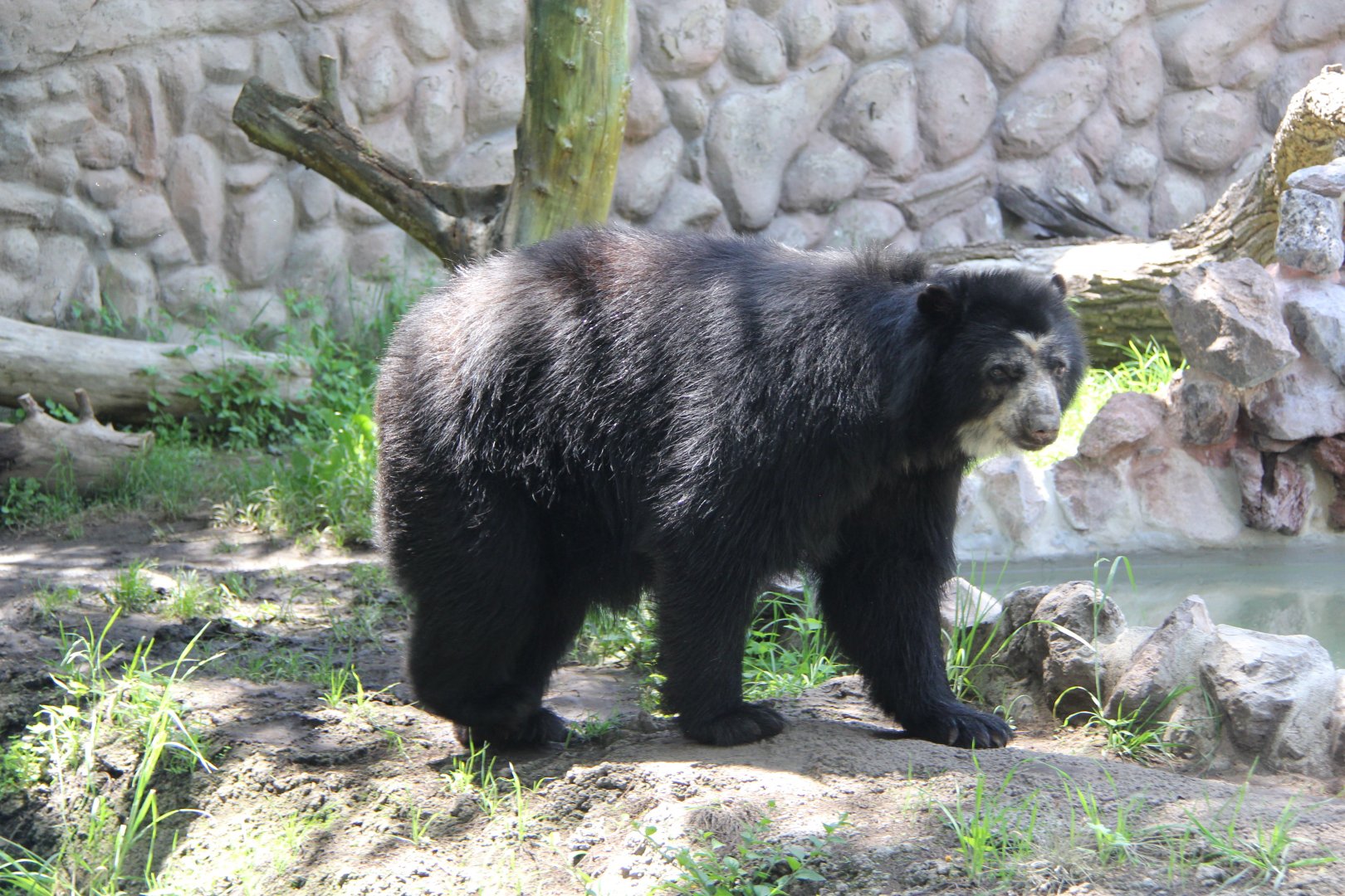 spectacled bear (Tremarctos ornatus)