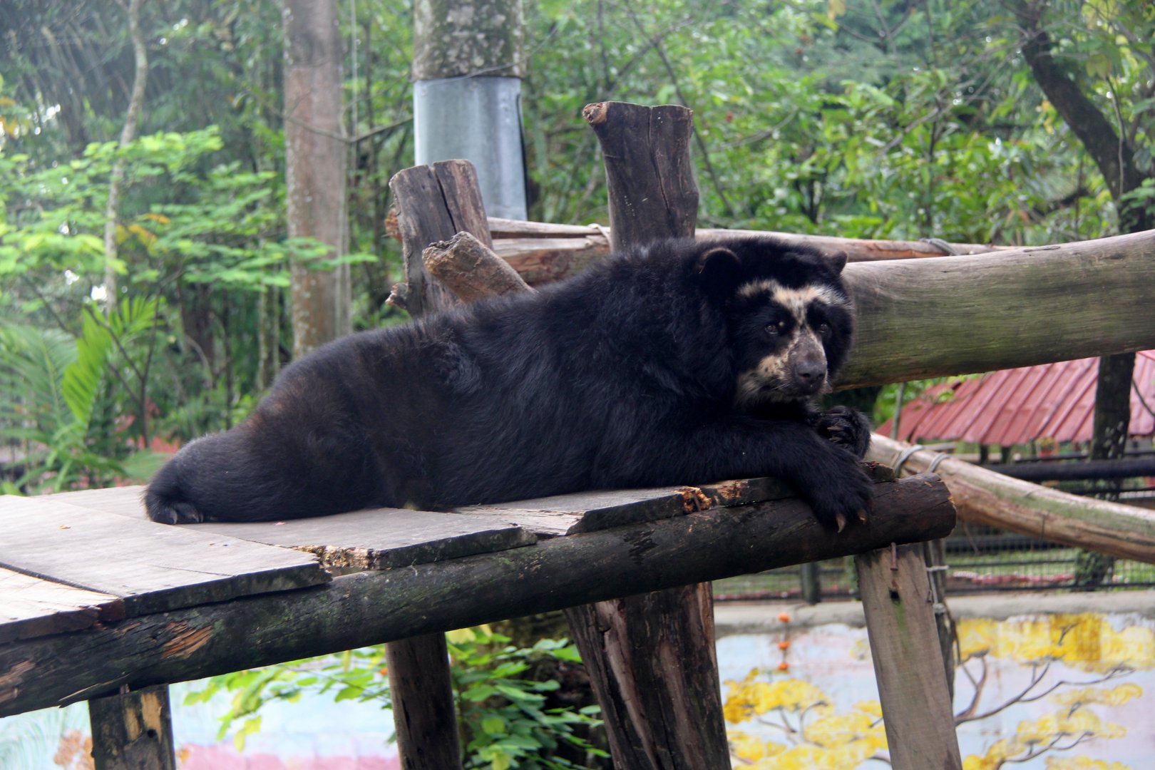 spectacled bear (Tremarctos ornatus)