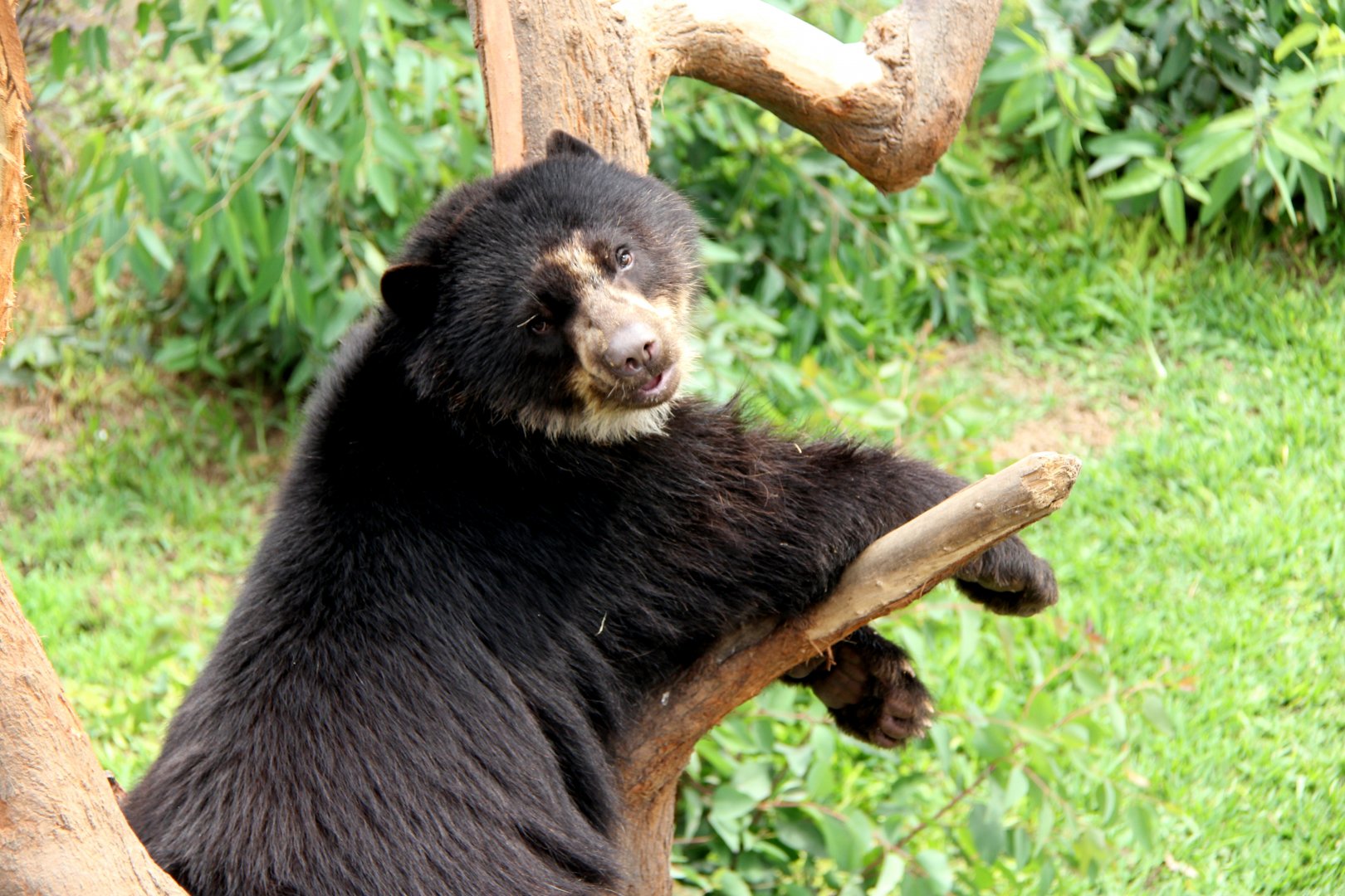 spectacled bear (Tremarctos ornatus)