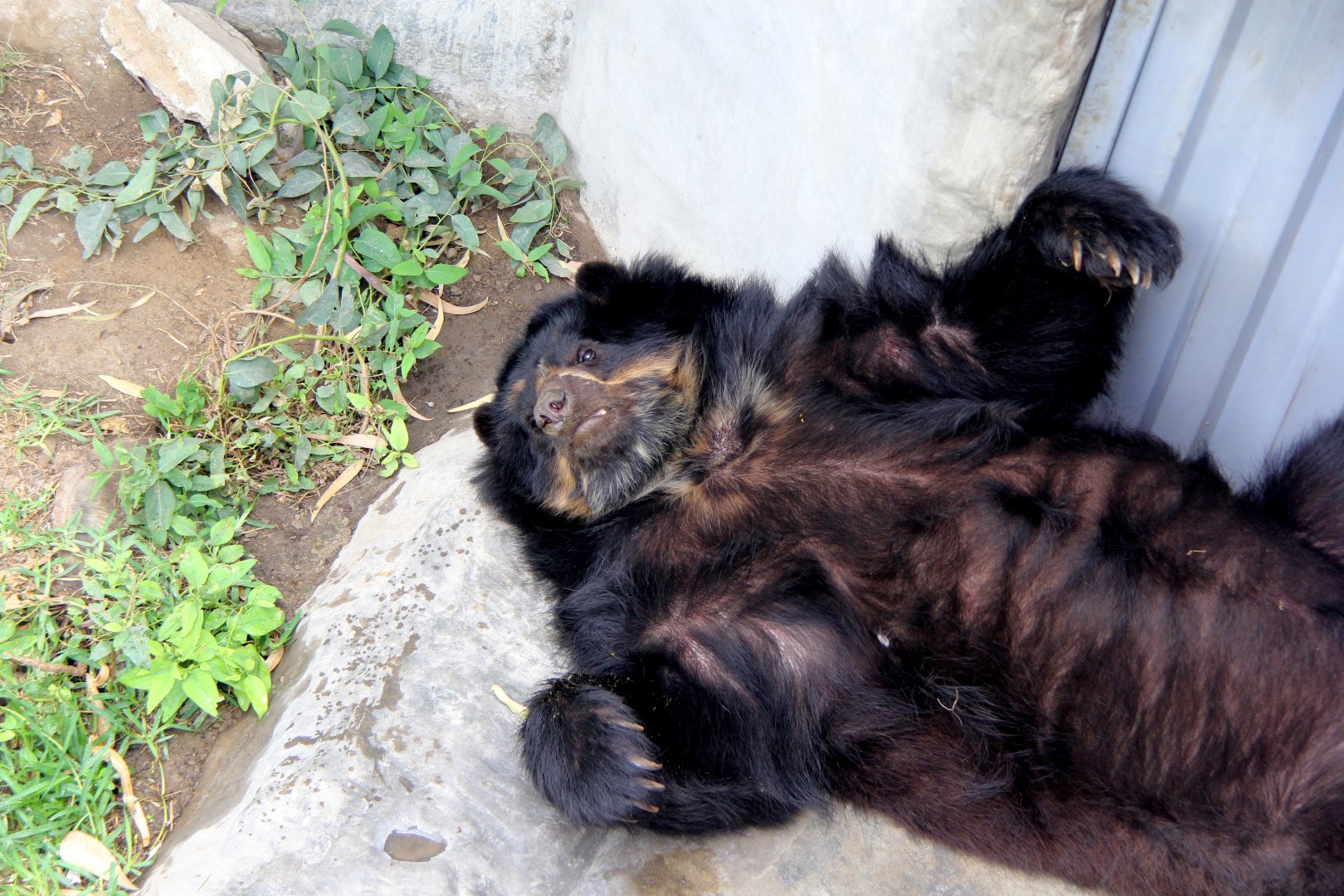 spectacled bear (Tremarctos ornatus)