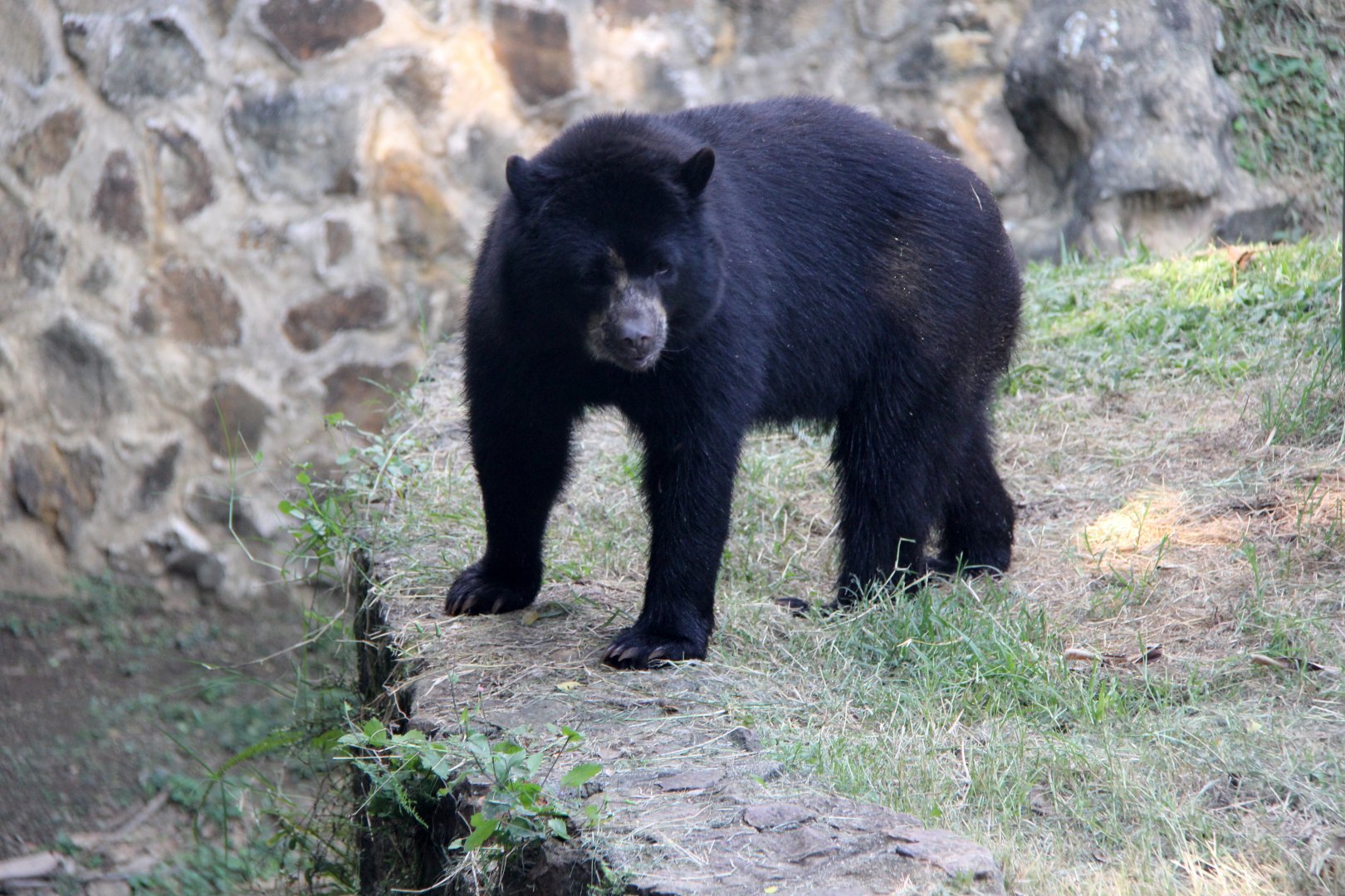 spectacled bear (Tremarctos ornatus)