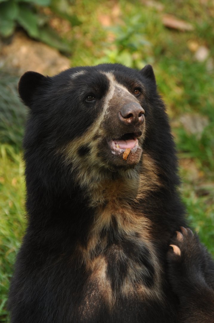Spectacled bear (Tremarctos ornatus)