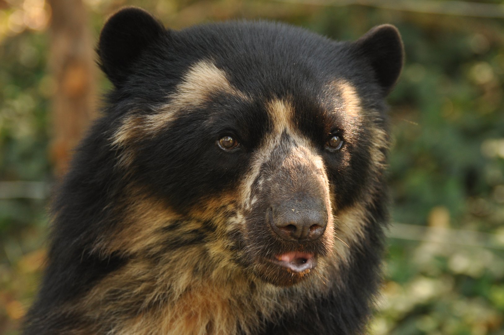 Spectacled bear (Tremarctos ornatus)