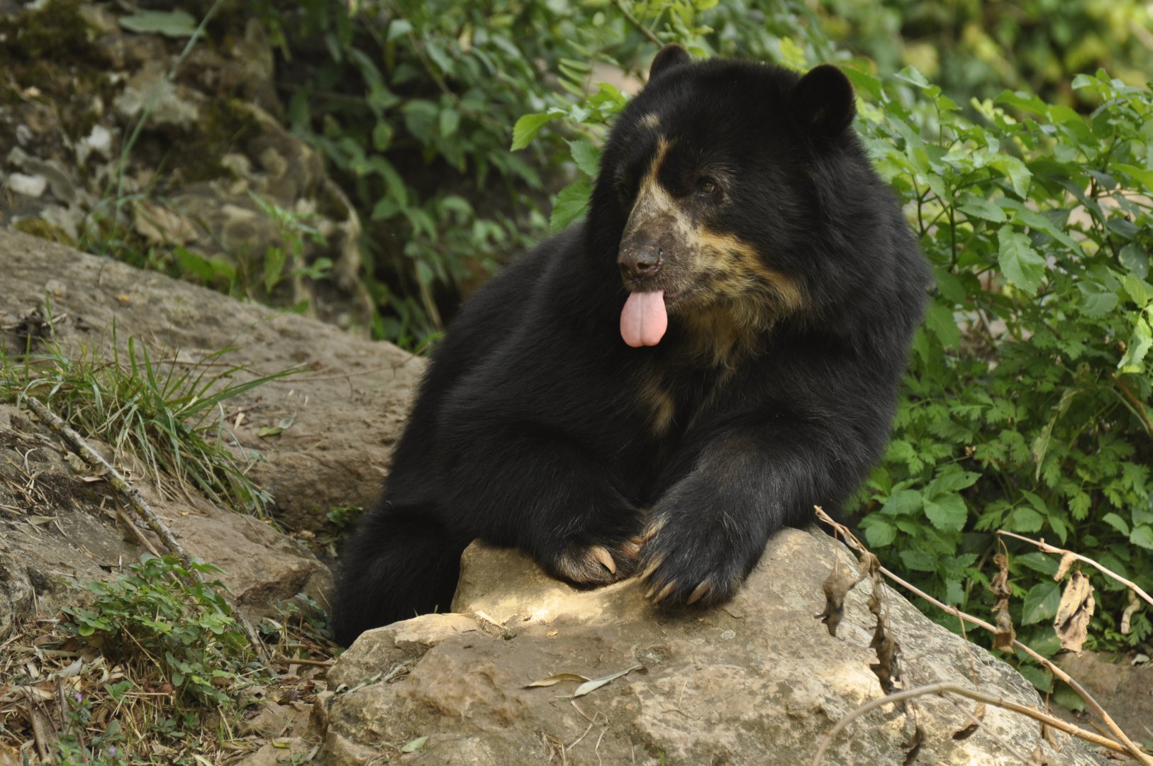 Spectacled bear (Tremarctos ornatus)