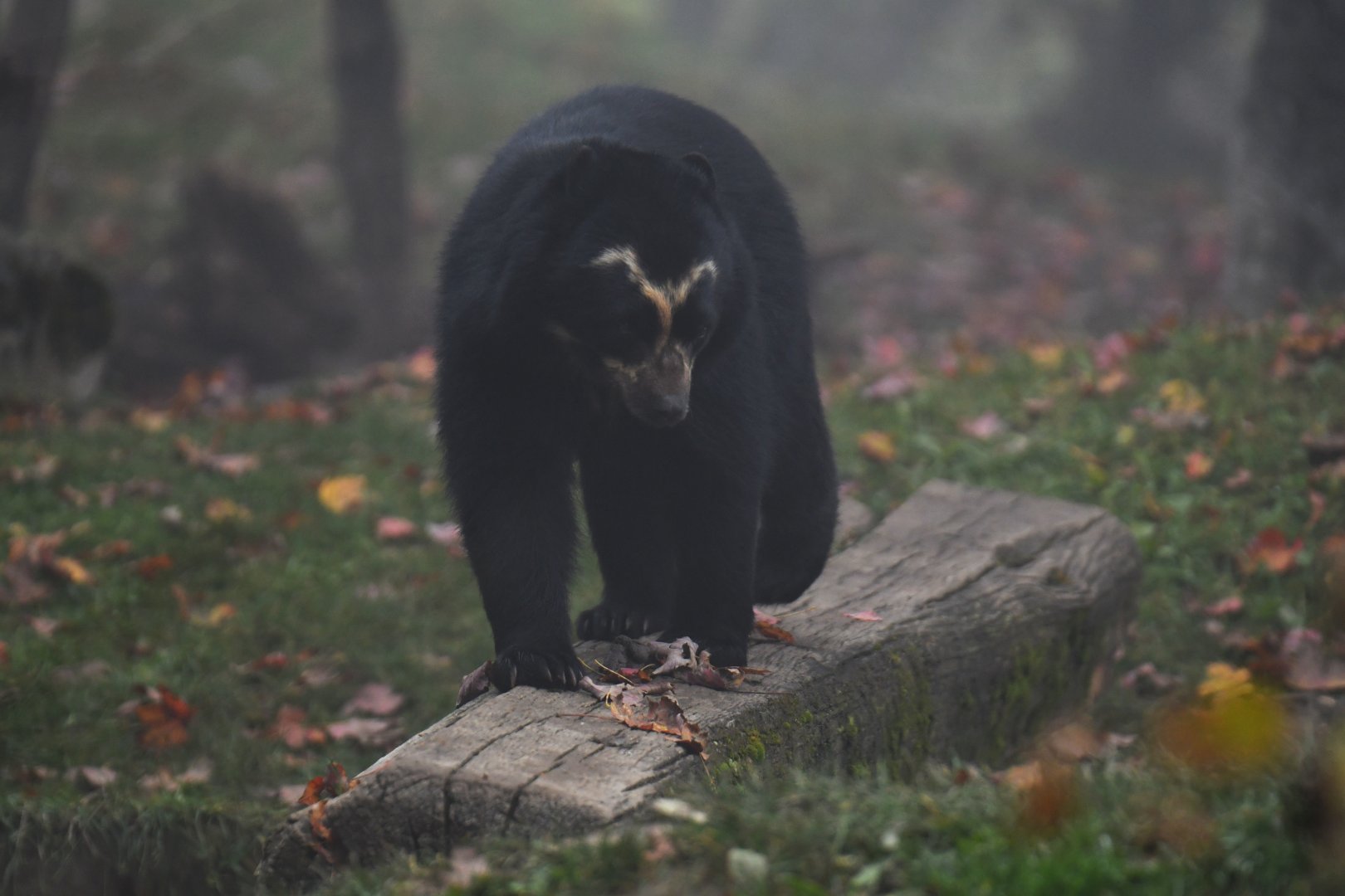 Spectacled bear (Tremarctos ornatus)