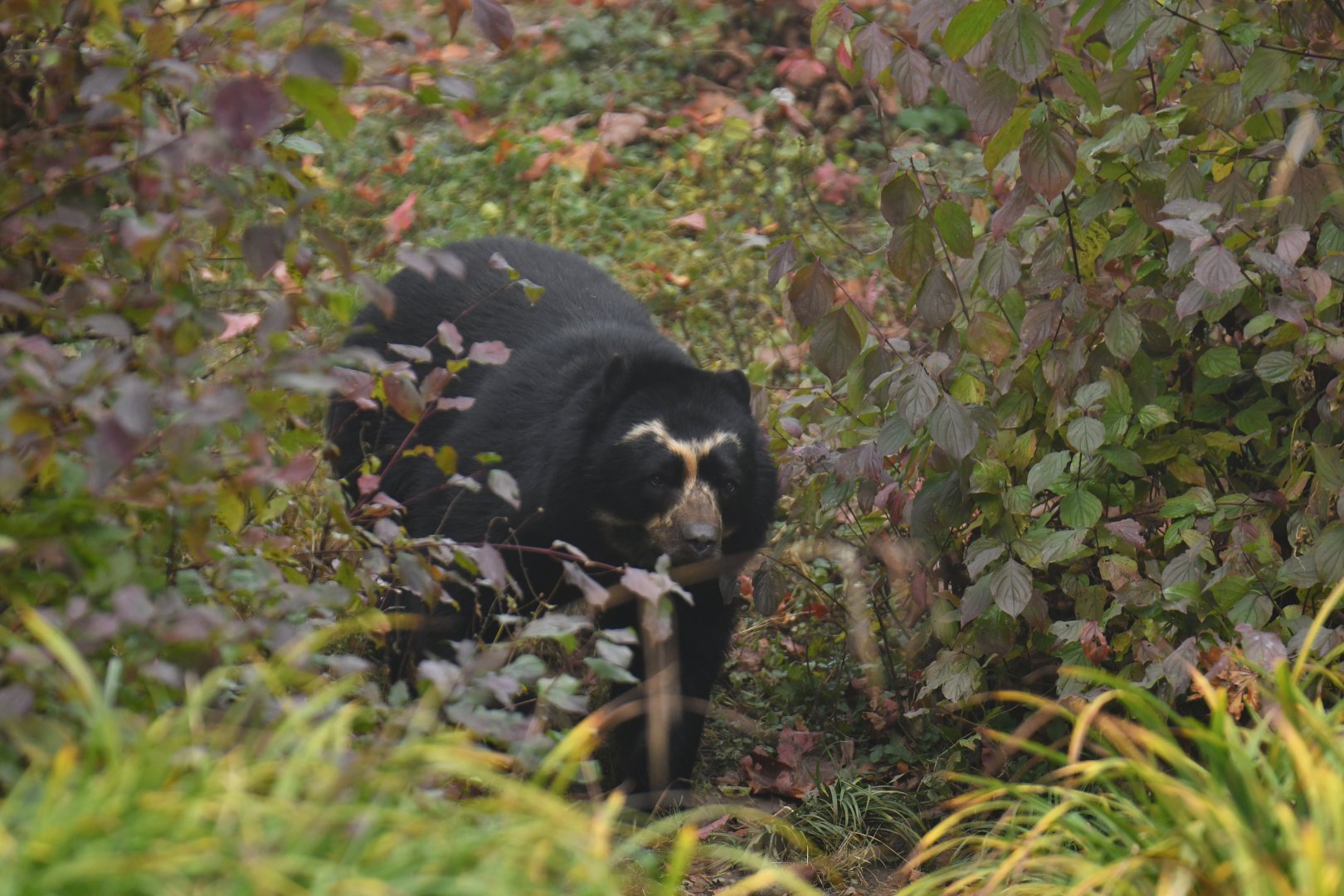Spectacled bear (Tremarctos ornatus)