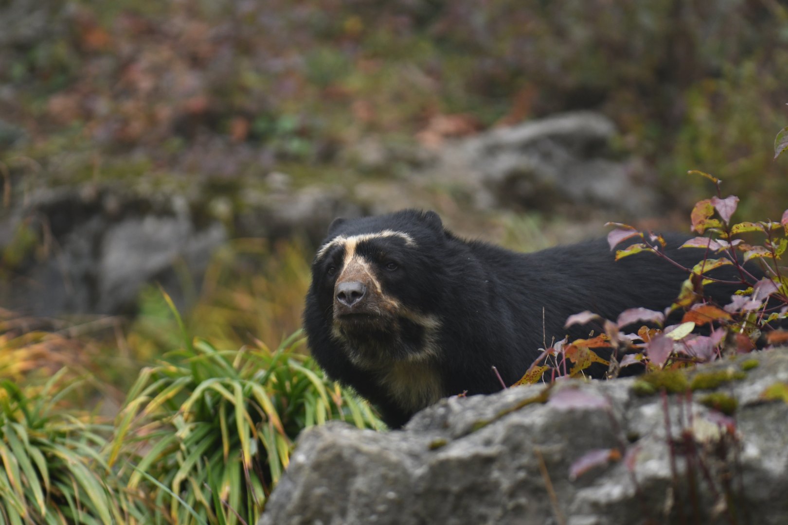 Spectacled bear (Tremarctos ornatus)