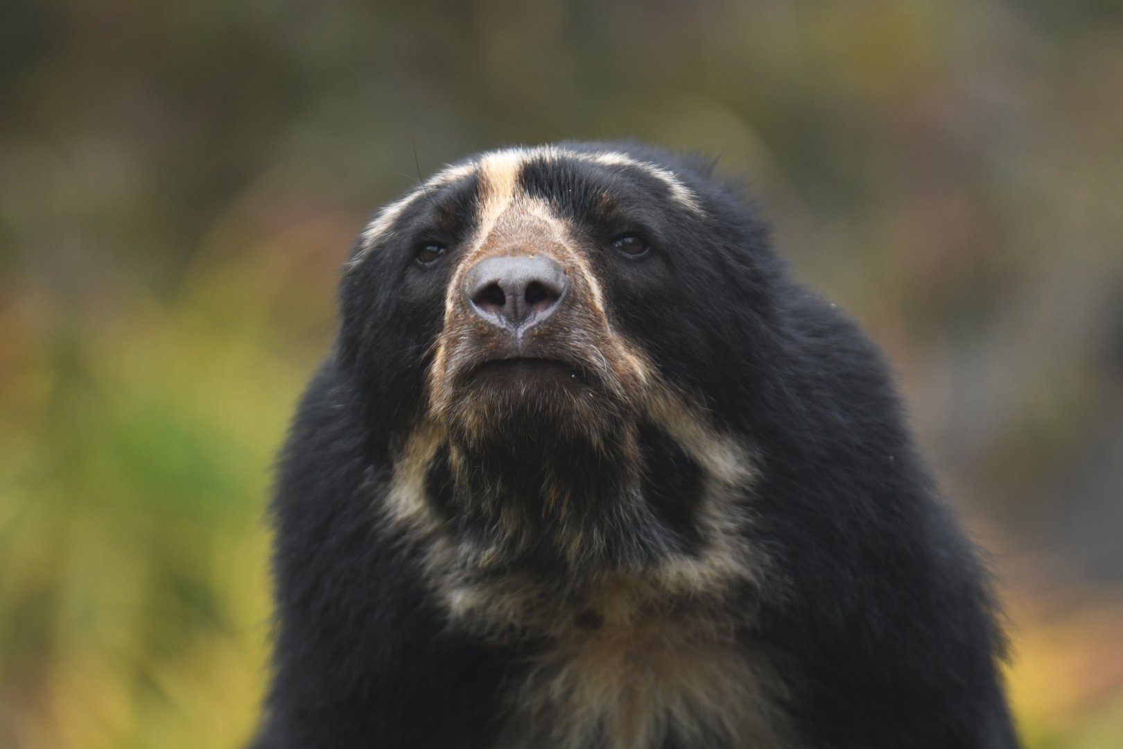 Spectacled bear (Tremarctos ornatus)