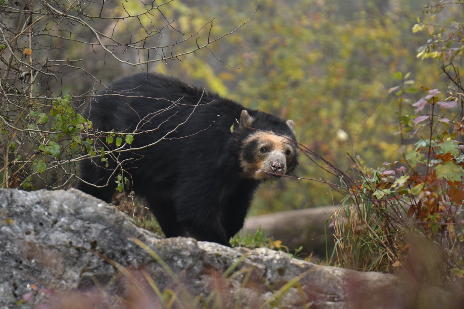 Spectacled bear (Tremarctos ornatus)