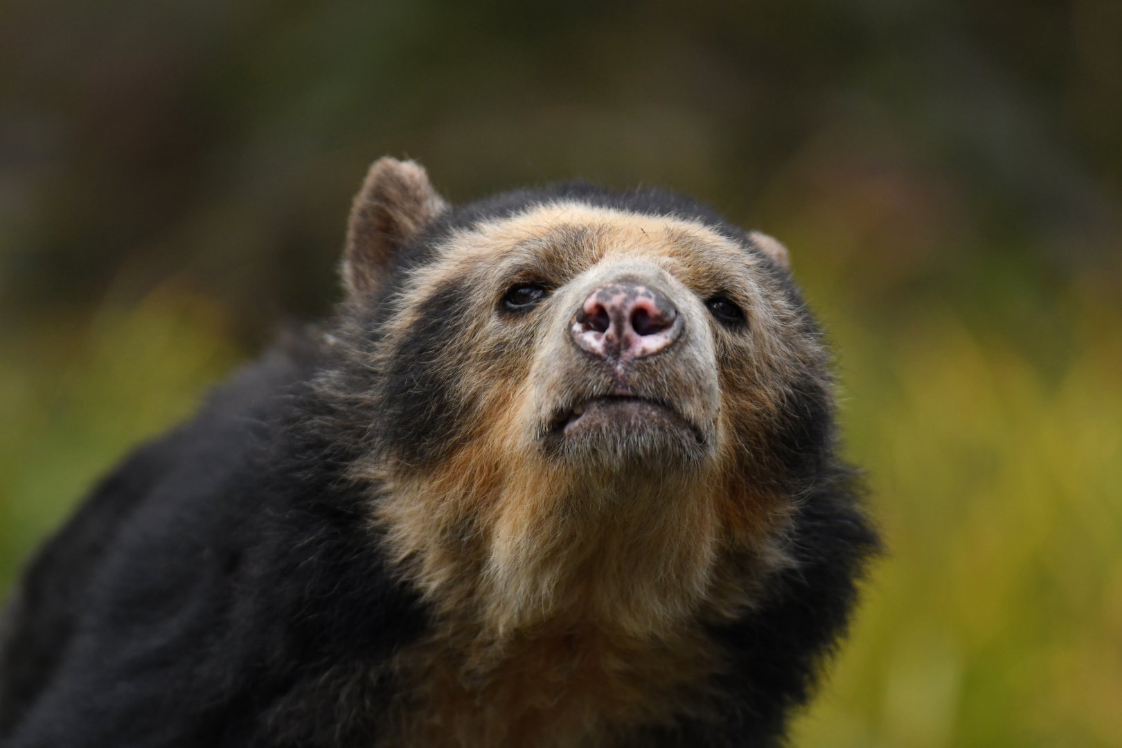 Spectacled bear (Tremarctos ornatus)
