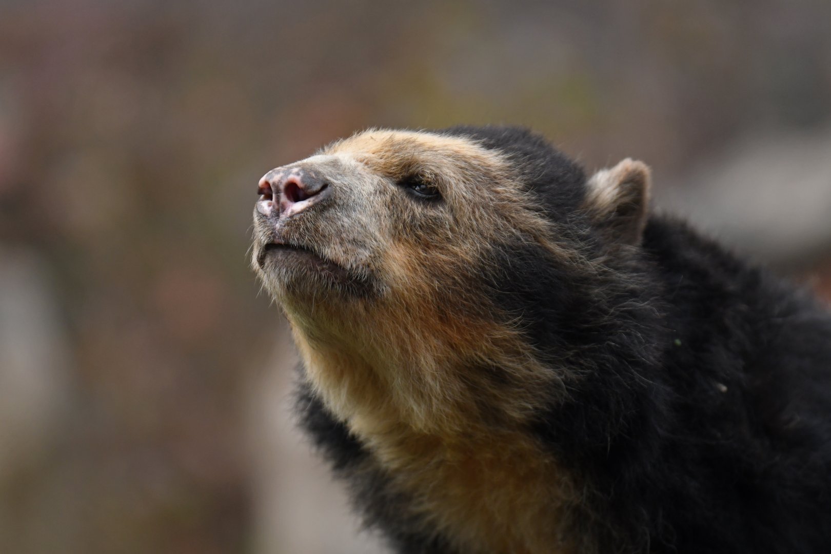 Spectacled bear (Tremarctos ornatus)
