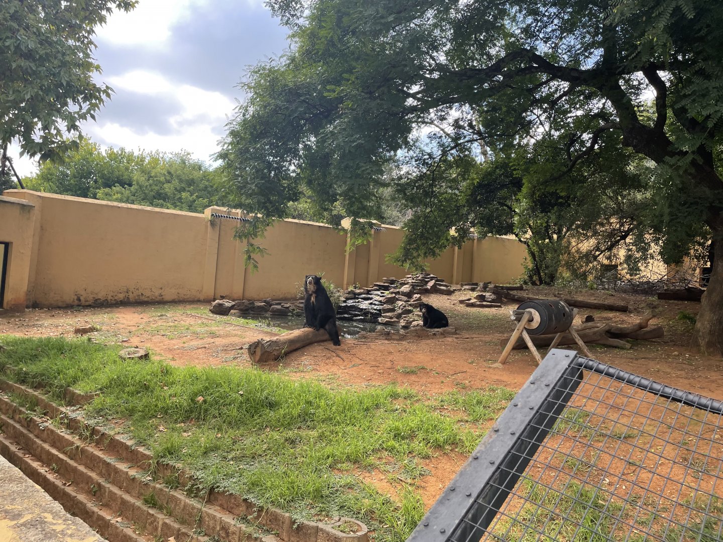 Spectacled Bear (Tremarctos ornatus)