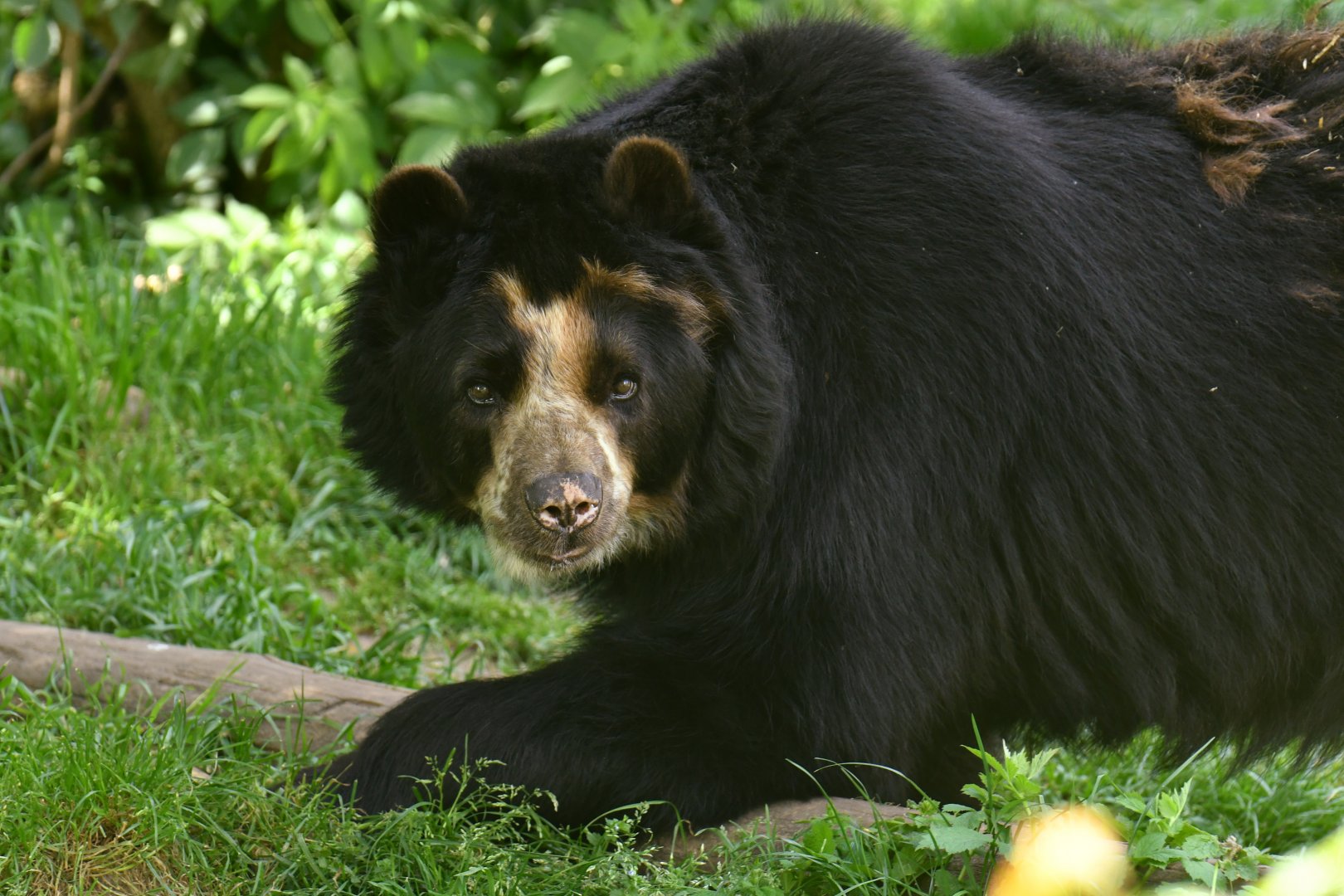 Spectacled bear (Tremarctos ornatus)