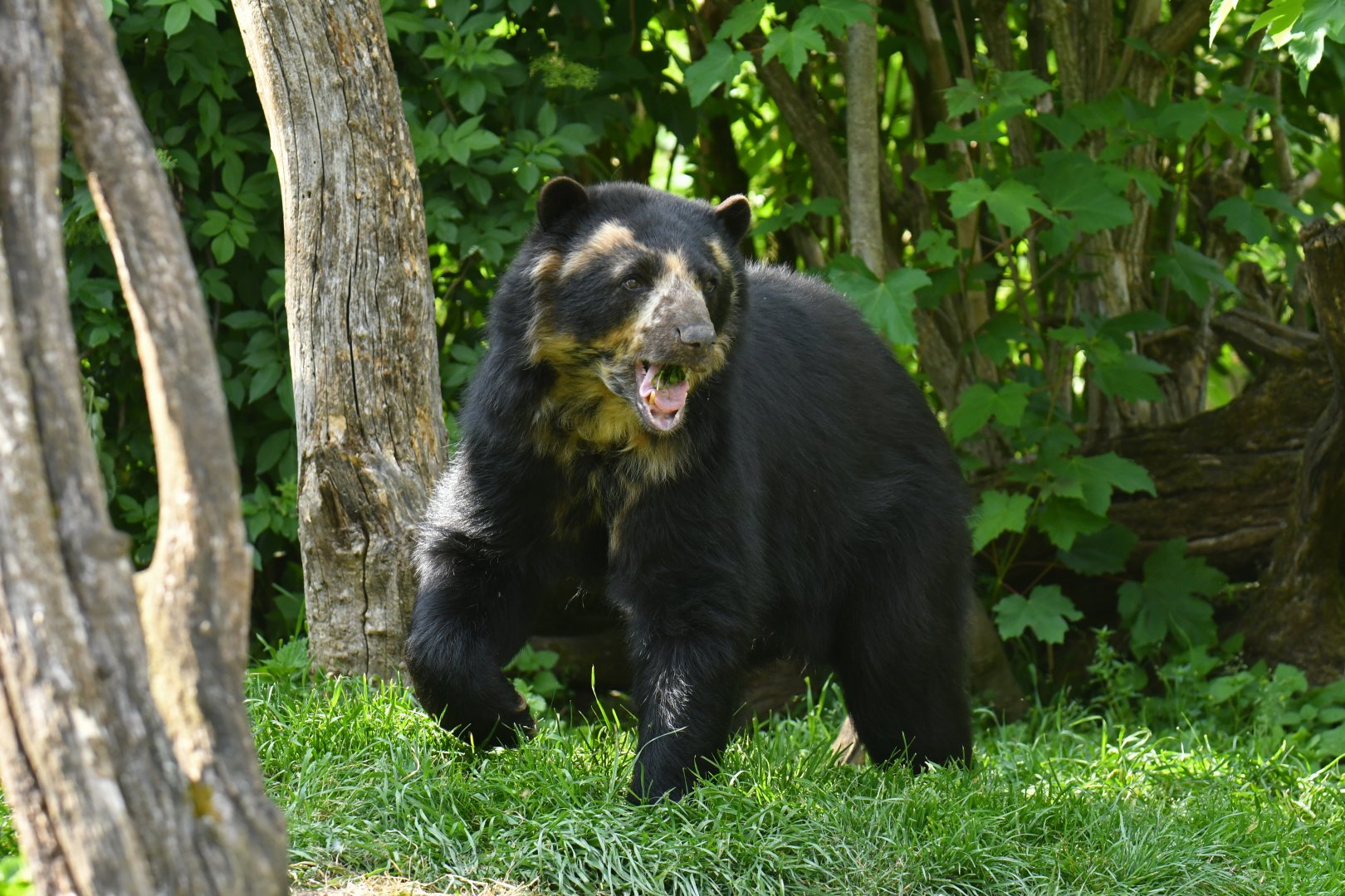 Spectacled bear (Tremarctos ornatus)