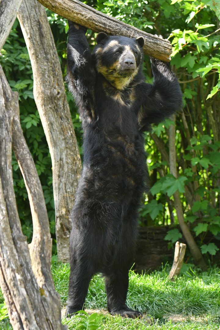 Spectacled bear (Tremarctos ornatus)
