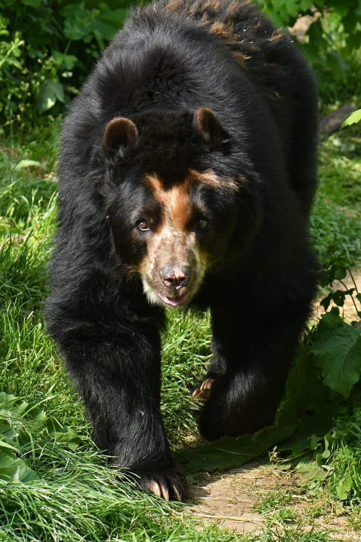 Spectacled bear (Tremarctos ornatus)